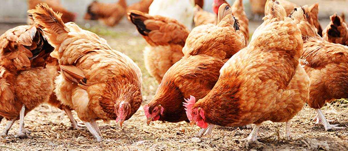 How to Start a Successful Poultry (Chicken) Farming Business