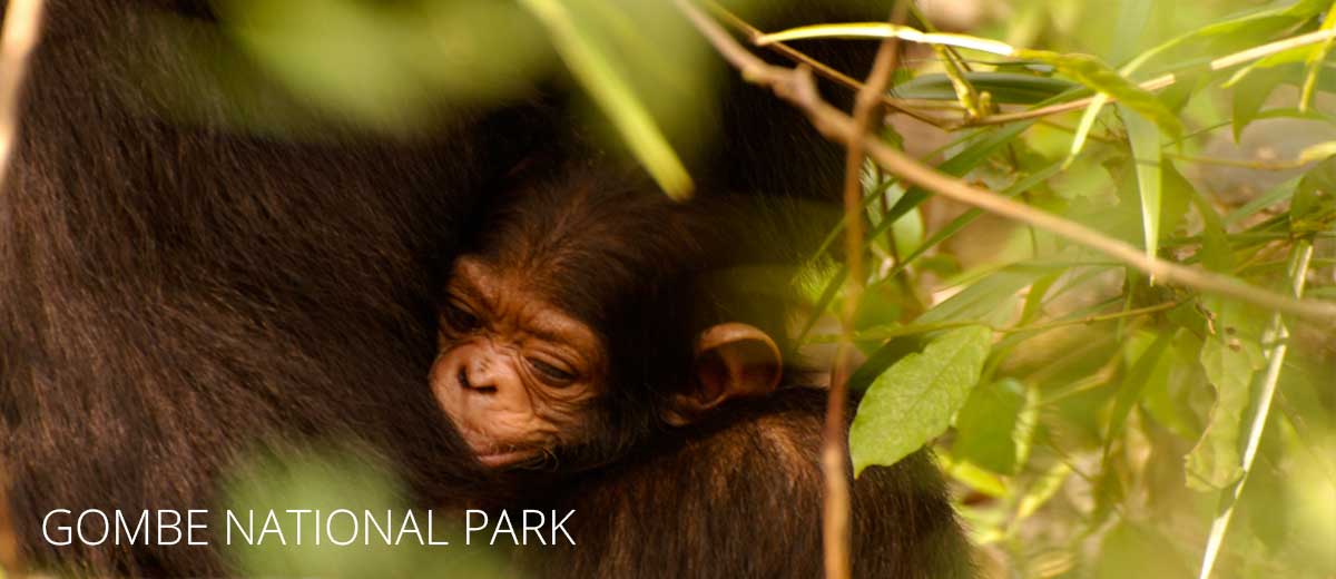 Gombe National Park Facts, Features and More