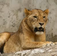 Dar Es Salaam Zoo