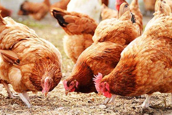 How to Start a Successful Poultry (Chicken) Farming Business