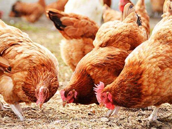 How to Start a Successful Poultry (Chicken) Farming Business