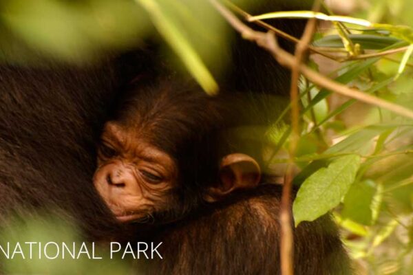 Gombe National Park Facts, Features and More