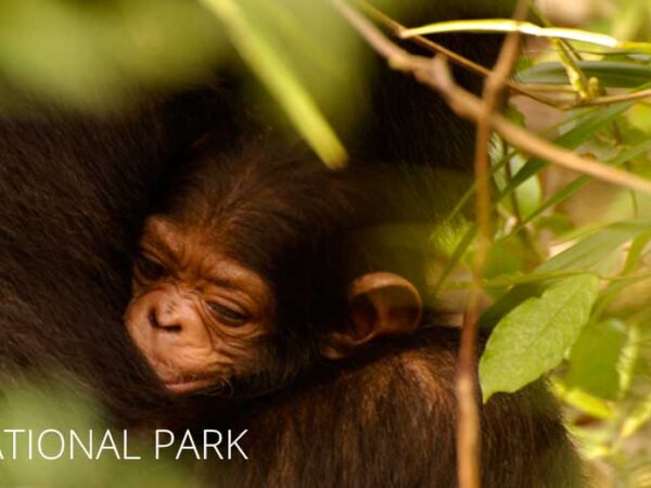 Gombe National Park Facts, Features and More